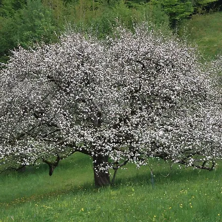 Agaz 別荘 Sovramonte