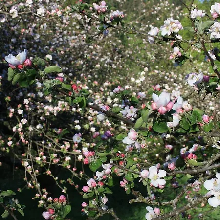 Semesterbostad Agaz *